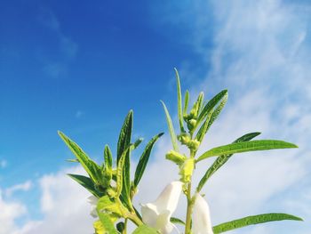 Low angle view of plant against blue sky