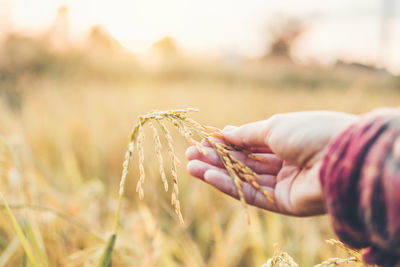 Close-up of woman hand holding corn field