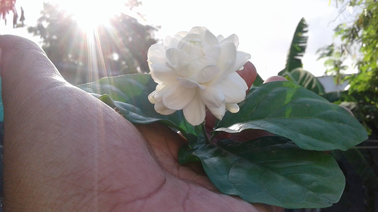 CLOSE-UP OF HAND HOLDING FLOWER WITH PETALS