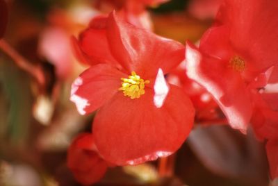 Close-up of red flowers