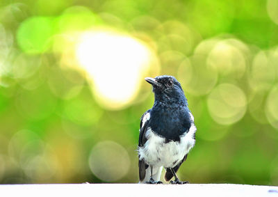 Close-up of bird perching