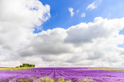 Scenic view of purple flowers in field