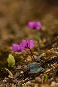 Close-up of pink crocus blooming on field