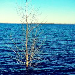 Scenic view of sea against clear blue sky