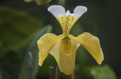 Close-up of yellow flowers blooming outdoors