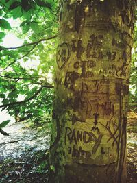 Close-up of tree trunk