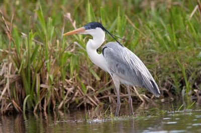 Gray heron in lake