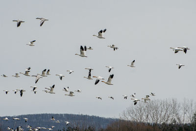 Low angle view of birds flying in the sky