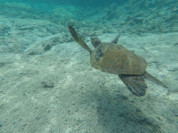 View of a turtle in sea