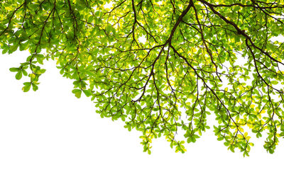 Low angle view of tree against sky