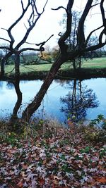 Reflection of trees in lake