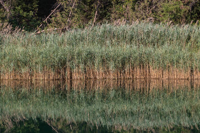 Scenic view of lake in forest