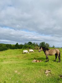 Horses in a field