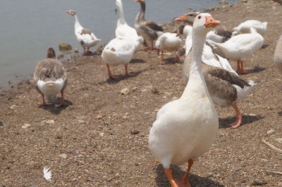 Birds in sea