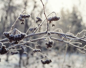 Close-up of dead frozen plant