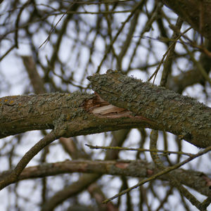 Close-up of lizard on branch