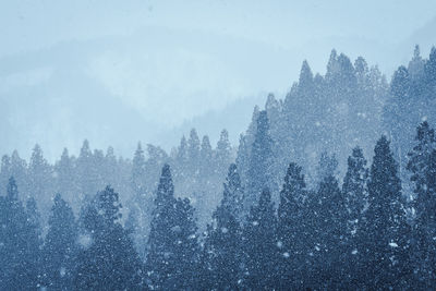 Trees in forest during winter against sky