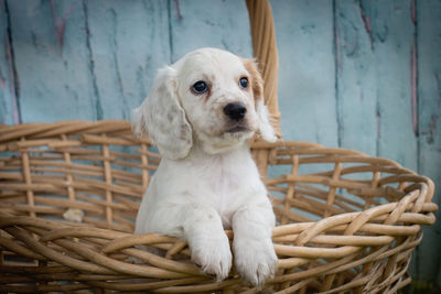 Portrait of dog in basket