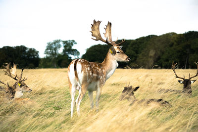 Deer standing in a field