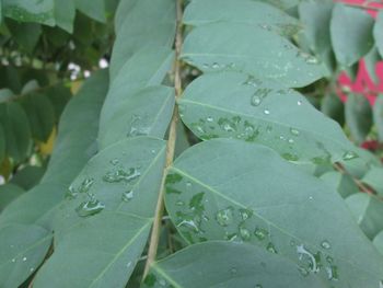 Close-up of wet plant leaves