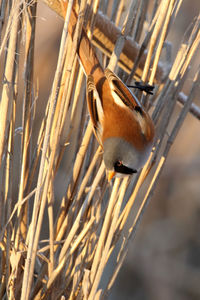 Close-up of a bird