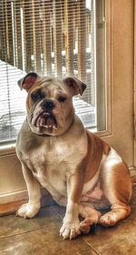 Portrait of dog sitting on window at home