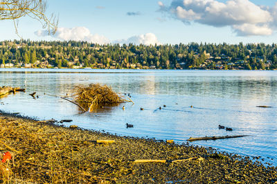 A view of mercer island from seward park in seattle, washington.  birds in the forefroung.