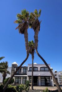 Low angle view of tree by building against clear blue sky