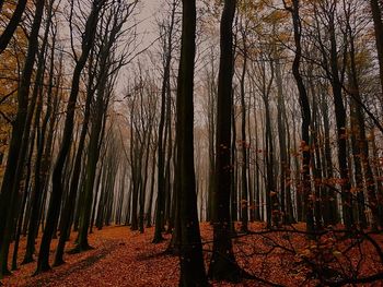 Trees in forest against sky at sunset