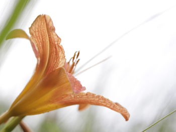 Close-up of day lily