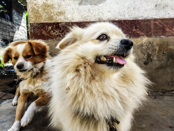 Close-up of dog looking away