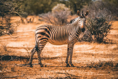 Zebra standing on field