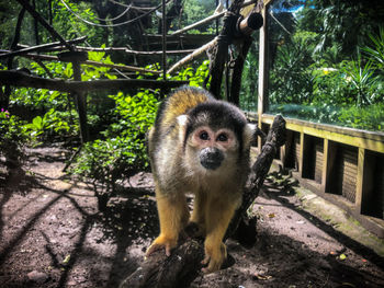 Portrait of monkey in a forest