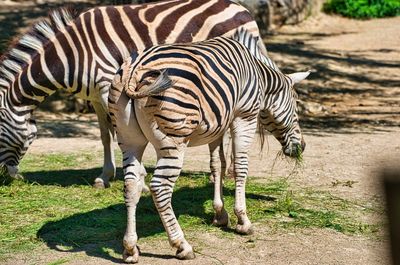 Zebra standing in a field