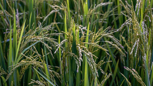 Close-up of wheat growing on field