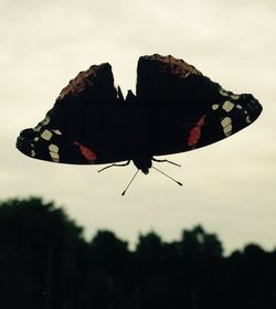 Close-up of butterfly flying