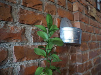 Close-up of potted plant against brick wall