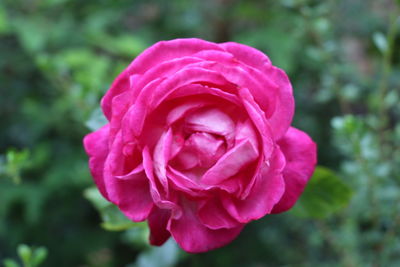 Close-up of pink rose