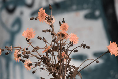 Close-up of wilted plant against blurred background