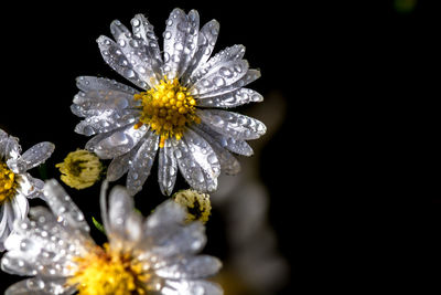 Close-up of wet white flower