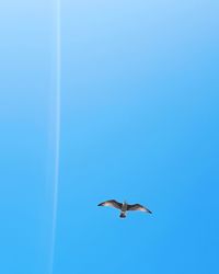 Low angle view of seagulls flying against clear blue sky