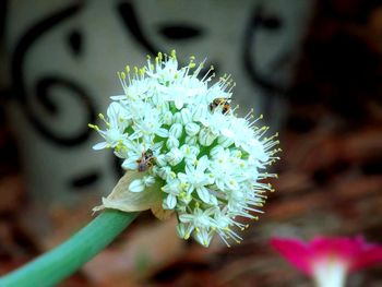 Close-up of white flowers blooming in park