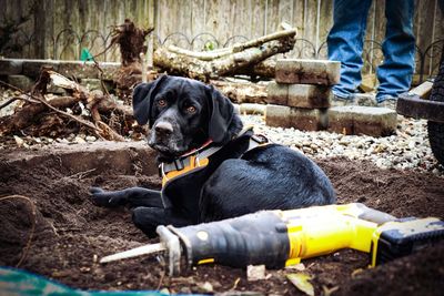 Low section of black dog sitting outdoors