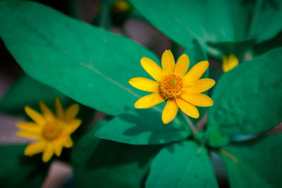 Close-up of yellow flowering plant