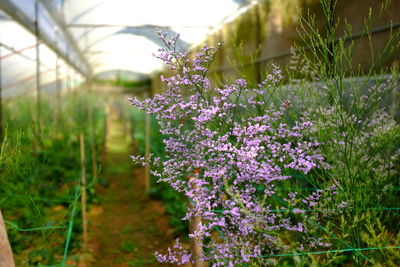 Close-up of purple flowers blooming in field