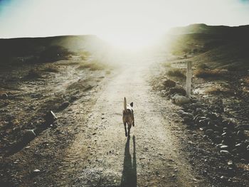 Rear view of dog running on dirt road