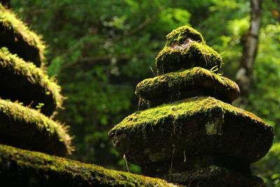 Close-up of moss on rock