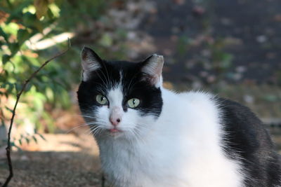 Close-up portrait of cat against blurred background