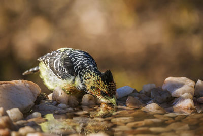 Close-up of bird on rock