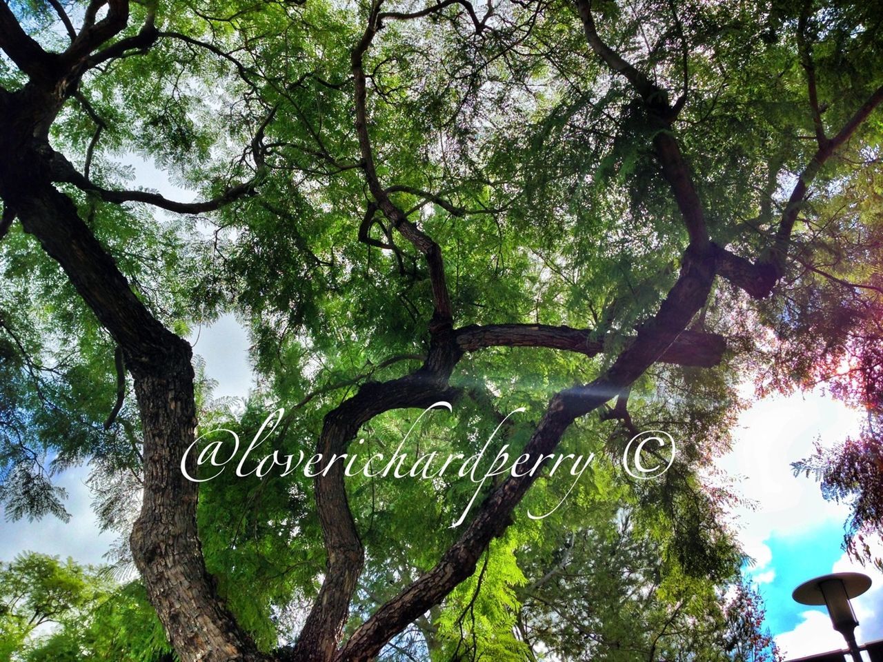 tree, branch, low angle view, growth, tree trunk, nature, tranquility, beauty in nature, green color, day, lush foliage, forest, scenics, no people, outdoors, tranquil scene, sky, sunlight, leaf, green